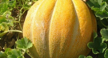 Nejlepší odrůdy melounů: jejich vlastnosti a kultivace